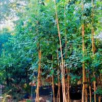 Piante di carrubi di 10 anni