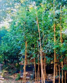 Piante di carrubi di 10 anni