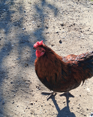 Gallo meticcio