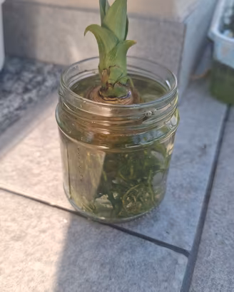 piantina ananas 