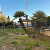 Piante da giardino
