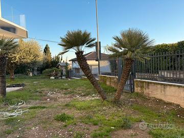 Piante da giardino