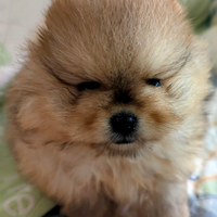 Cuccioli di Pomerania con pedigree enci