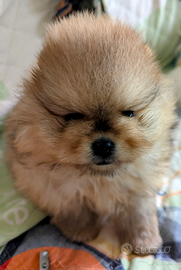 Cuccioli di Pomerania con pedigree enci