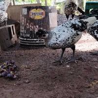 Coppia di giugno Appenzeller argento