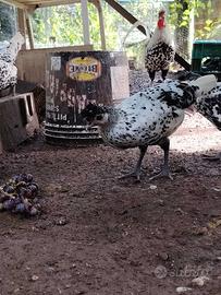 Coppia di giugno Appenzeller argento