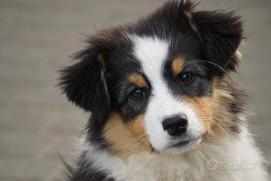 Pastore australiano cucciolo femmina