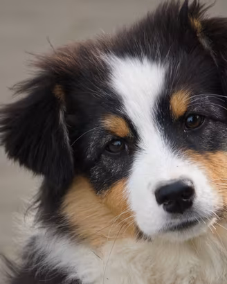 Pastore australiano cucciolo femmina