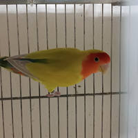 Inseparabili roseicollis