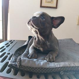 Cuccioli bulldog francese esotici