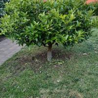 Lime Tahiti