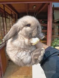 Conigli minilop cuccioli
