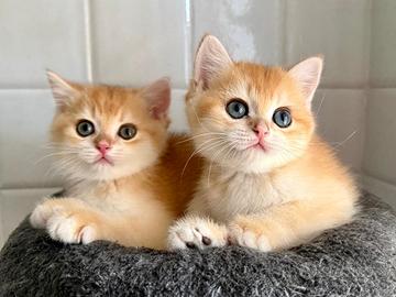 British E Scottish straight gattini dolcissimi