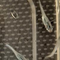 Giovani Medaka blu, ritira in Monza-Brianza