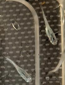 Giovani Medaka blu, ritira in Monza-Brianza