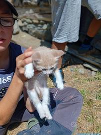 Gatto coccolone