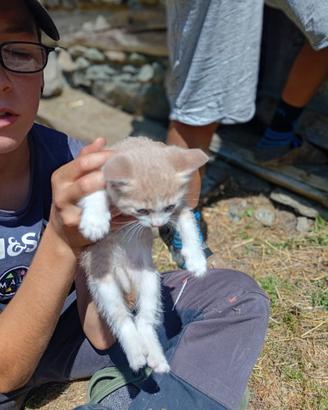 Gatto coccolone
