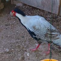 Coppia di fagiani argento