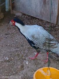 Coppia di fagiani argento