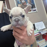 Bulldog francese