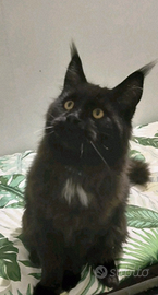 Ultimi Maine coon cuccioloni