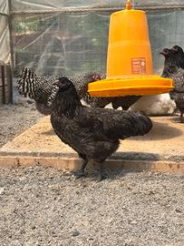 Galline australorp blu