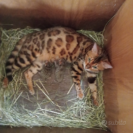 Bengala briwn cucciolo