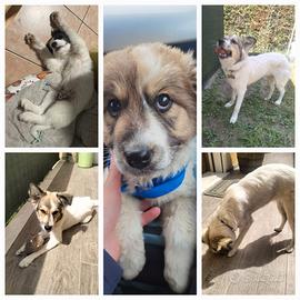 Cucciolo 6 mesi
