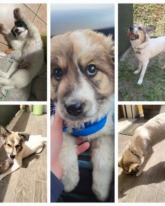 Cucciolo 6 mesi