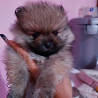Cucciola di spitz pomerania toy piccola