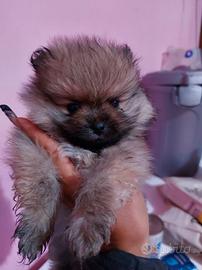 Cucciola di spitz pomerania toy piccola