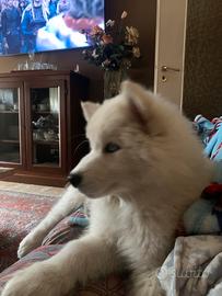 Cucciola di husky bianco