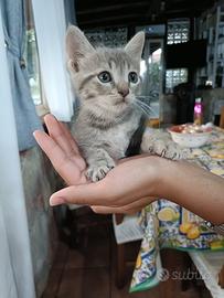 Gattina di 2 mesi