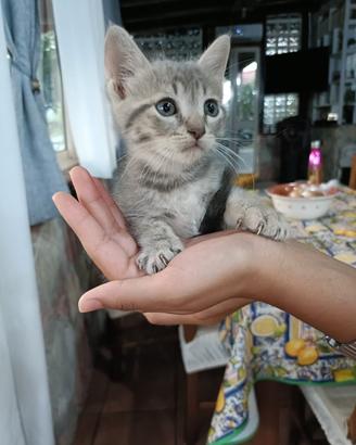 Gattina di 2 mesi