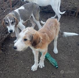 Disponibile: Artù - Pastore Asia Centrale