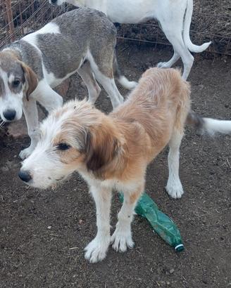 Disponibile: Artù - Pastore Asia Centrale