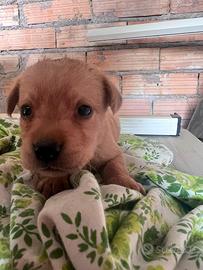 Cuccioli Labrador neri e champagne