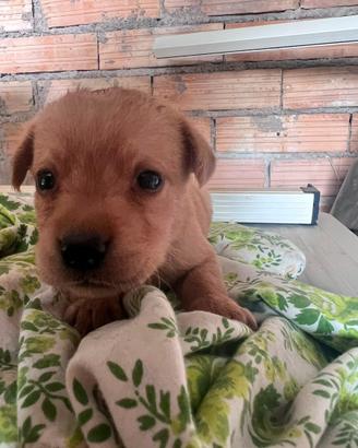 Cuccioli Labrador neri e champagne