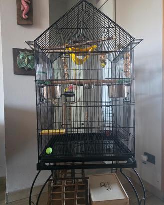 Gabbia + accessori + cocorita.(pappagalli/uccelli)