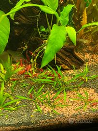 Caridini Red Cherry, Orange Sakura