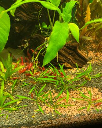 Caridini Red Cherry, Orange Sakura
