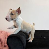 Bull terrier miniature