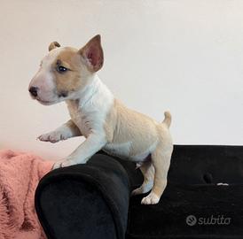 Bull terrier miniature