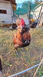 Gallo Araucana