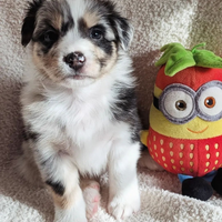 Cucciola Pastore Australiano con pedigree