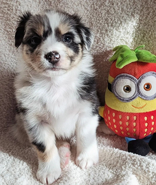 Cucciola Pastore Australiano con pedigree