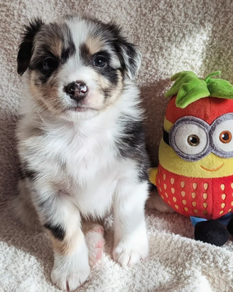 Cucciola Pastore Australiano con pedigree