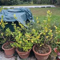 Pianta di limone
