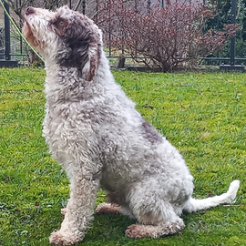 Lagotto Romagnolo monta