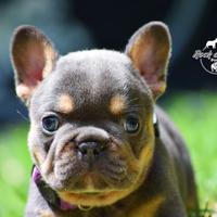 Bulldog francese